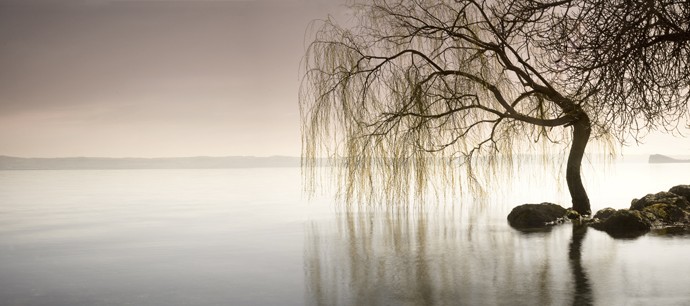 Weeping Willow Woman