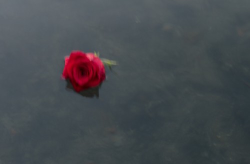 floating rose